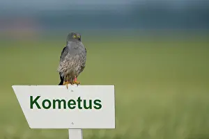 Pygargus: Montagu's Harrier