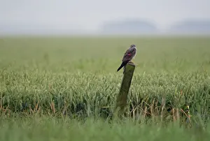 Pygargus: Montagu's Harrier