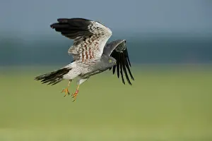 Pygargus: Montagu's Harrier