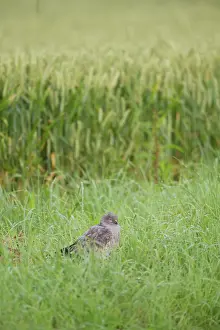 Pygargus: Montagu's Harrier