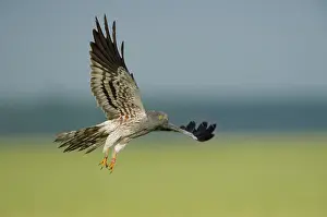 Pygargus: Montagu's Harrier
