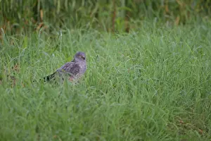 Pygargus: Montagu's Harrier