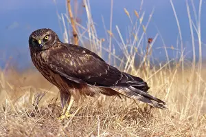 Pygargus: Montagu's Harrier