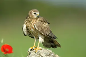 Montagu: Montagu's Harrier - Adult female