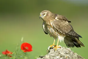 Montagu: Montagu's Harrier - Adult female