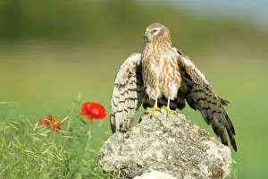 Montagu: Montagu's Harrier - Adult female