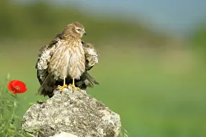 Montagu: Montagu's Harrier - Adult female