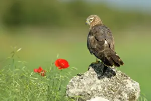 Montagu: Montagu's Harrier - Adult female