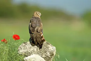 Montagu: Montagu's Harrier - Adult female