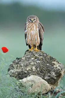 Montagu: Montagu's Harrier - Adult female