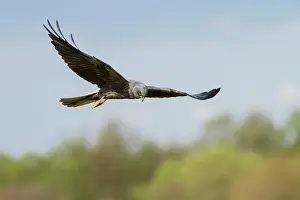 Harrier: Montagu's Harrier - adult in flight