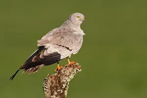 Harriers: Montagu's Harrier - adult male perched on a log