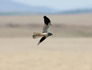 Montagu: Montagu's Harrier - adult male, September