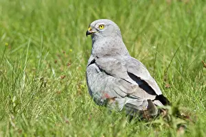 Harriers: Montagu's Harrier adult male standing in grass