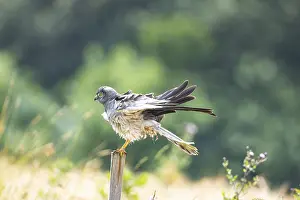 Harrier: Montagu's harrier (Circus pygargus) ml Germany Montagu's harrier (Circus pygargus) ml Germany