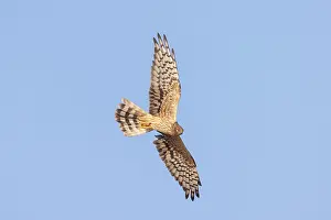 Harrier: Montagu's Harrier female flight