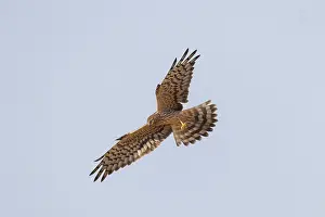 Harrier: Montagu's Harrier female flight