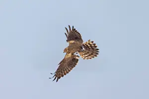 Harrier: Montagu's Harrier female flight