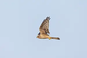 Harrier: Montagu's Harrier female flight