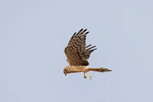 Harrier: Montagu's Harrier female flight