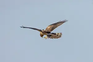 Harrier: Montagu's Harrier female flight