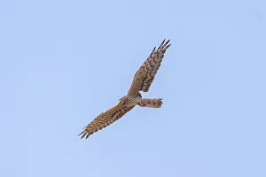 Harrier: Montagu's Harrier female flight