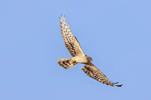 Harrier: Montagu's Harrier female flight