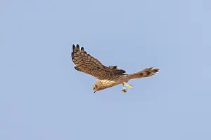 Harrier: Montagu's Harrier female flight