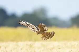 Harrier: Montagu's Harrier female flight