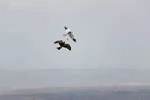 Montagu: Montagu's Harrier - food pass in flight