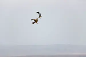Montagu: Montagu's Harrier - food pass in flight