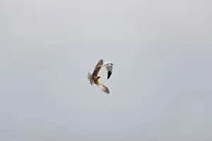 Montagu: Montagu's Harrier - food pass in flight