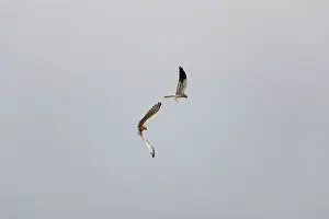 Montagu: Montagu's Harrier - food pass in flight