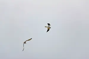 Montagu: Montagu's Harrier - food pass in flight