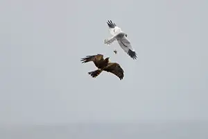Montagu: Montagu's Harrier - food pass in flight