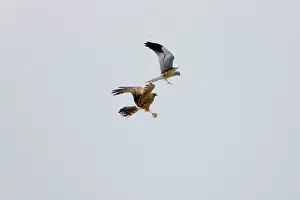 Montagu: Montagu's Harrier - food pass in flight