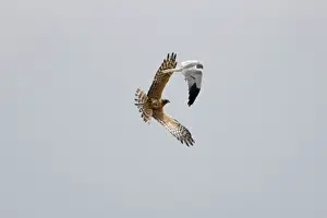 Montagu: Montagu's Harrier - food pass in flight