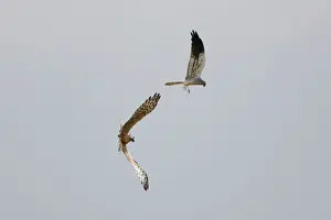 Montagu: Montagu's Harrier - food pass in flight