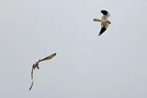 Montagu: Montagu's Harrier - food pass in flight