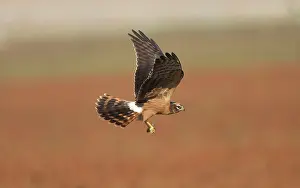 Montagu: Montagu's Harrier - juvenile in flight - with a dragonfly