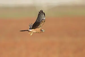 Montagu: Montagu's Harrier - juvenile in flight - with a dragonfly