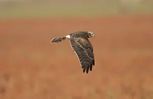 Montagu: Montagu's Harrier - juvenile in flight - hunting