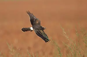 Montagu: Montagu's Harrier - juvenile in flight - hunting -