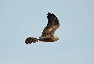 Montagu: Montagu's Harrier - juvenile in flight - October
