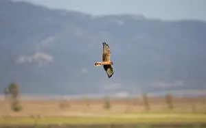 Harriers: Montagu's Harrier - juvenile hunting