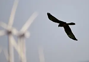 Harriers: Montagu's Harrier - juvenile hunting for food amongst