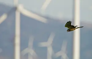 Harriers: Montagu's Harrier - juvenile hunting for food amongst