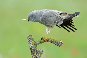Montagu: Montagu's Harrier - Male