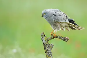 Montagu: Montagu's Harrier - Male