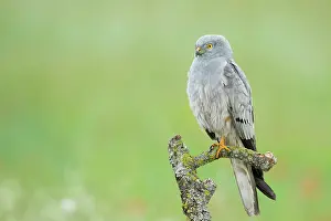 Montagu: Montagu's Harrier - Male